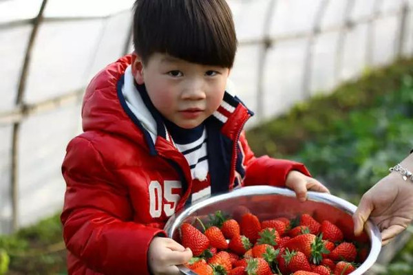 冬草莓熟了，成都周邊17個(gè)最佳采摘點(diǎn)——重慶美農(nóng)達(dá)探訪之旅
